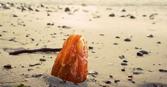 Køb ravbriller med UV filter